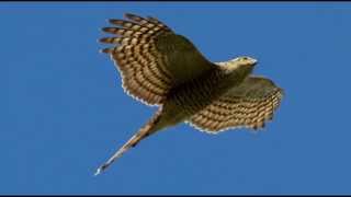 Sparrowhawk Bird Call Bird Song [upl. by Mihe]