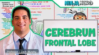 Neurology  Cerebrum Frontal Lobe Anatomy amp Function [upl. by Miarhpe]