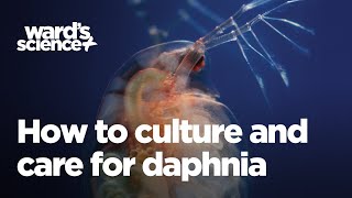 Caring and Culturing for Daphnia [upl. by Aihgn]