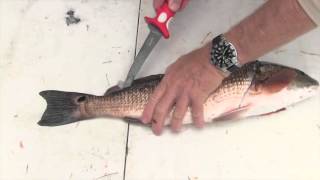 How to Fillet a Redfish [upl. by Ginny]