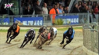 Greyhound Race  Dog Racing [upl. by Brower]