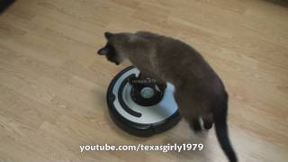 Cat shows HOW TO use iRobot Roomba Vacuum [upl. by Notxap]