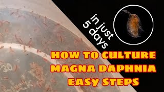 How to Culture Magna Daphnia Easily [upl. by Det]