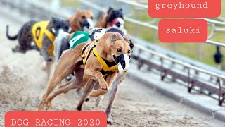 Greyhound and Saluki racing dubai 2020 UAE [upl. by Kraska]