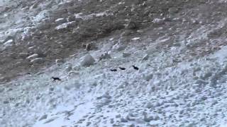 Des chamois pris dans une avalanche en Savoie [upl. by Hsina853]