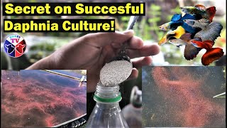 How to Culture Daphnia Successfully [upl. by Wendelin]