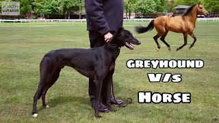 Greyhound VS Horse Who Will Win  Comment Below koun  JITEGA BHAILOG BATAO [upl. by Iver599]