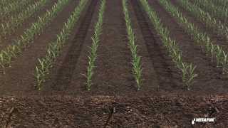 Subsurface drip irrigation for corn by Netafim [upl. by Mil]