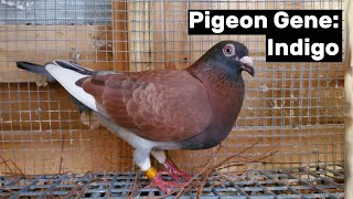 Pigeon Gene Indigo [upl. by Aerol]