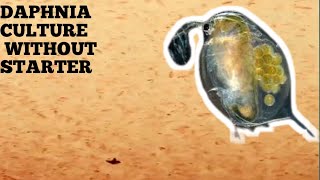 HOW TO CULTURE DAPHNIA NATURALLY WITHOUT A STARTER [upl. by Ahtnammas]