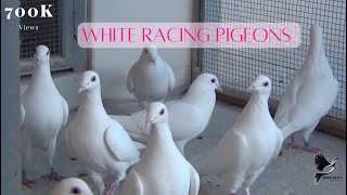 Exotic White Racing Pigeons [upl. by Thorne652]