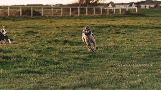 Whippet VS Saluki Who Is Faster [upl. by Lallage]