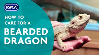 How to care for a bearded dragon [upl. by Giamo]