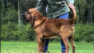 Bloodhound  AKC Dog Breed Series [upl. by Stover]