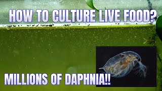 How to Culture Daphnia Secret Method to Breed MILLIONS  Simply Aquatic [upl. by Amadeo63]