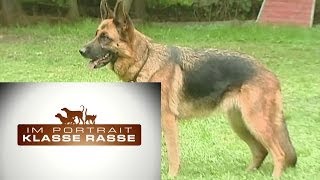 Deutscher Schäferhund [upl. by Regnij]