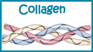 Collagen  Structure classification biosynthesis and clinical importance [upl. by Elleivap]