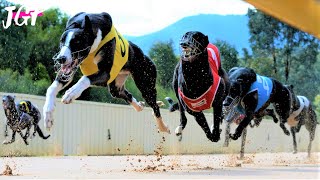 Greyhound racing  The Australian Cup [upl. by Adleme]