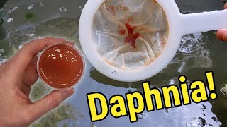 How I Culture Daphnia In Outdoor Tubs [upl. by Artie503]