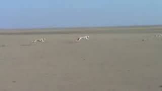 Saluki vs Springbok [upl. by Deelaw]