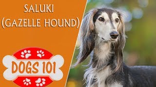 Dogs 101  Saluki  Top Dog Facts About the Saluki [upl. by Malachi]