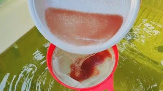 How to culture daphnia  Daphnia culture  How to grow daphnia outdoor [upl. by Llenaej]