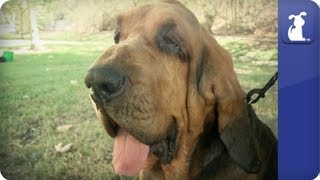 Bloodhound  Doglopedia [upl. by Abihsot]