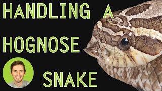 How to Handle a Hognose Snake [upl. by Leaffar]