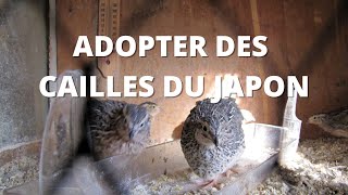 Adopter des cailles du Japon [upl. by Annabell]