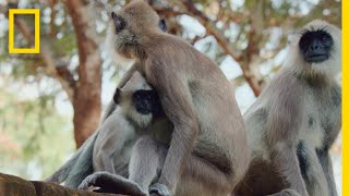 The Monkeys of Sri Lanka  Born Wild The Next Generation [upl. by Schechter]