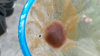 How to culture daphnia moina in a small container Part 1 English Subtitle [upl. by Austreng930]