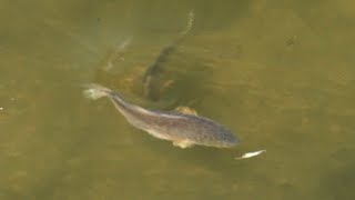 Wild Instinct Outdoors  SIGHT FISHING Redfish [upl. by Mildrid906]