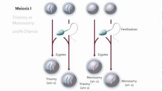 Visualizing Nondisjunction [upl. by Anaili]