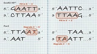 DNA Blunting Tutorial [upl. by Sldney]