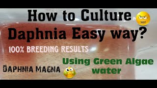 Daphnia MagnaHow to Culture Daphnia Easy wayCulturing Daphnia using Green water Daphnia [upl. by Burty]