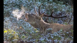 Szarvasbőgés 2018 Gyergyószentmiklós [upl. by Attennaj]