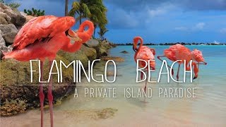 Flamingos On A Private Island  Renaissance Island ARUBA [upl. by Fionnula]