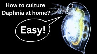 BEST Live Fish Food Beginner guide How to Culture Daphnia at home [upl. by Presley]