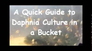 How to culture daphnia outside [upl. by Felt830]