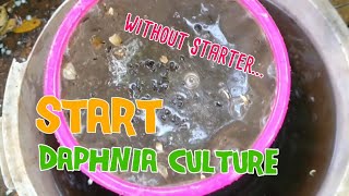 How to culture daphnia moina the easy way 1  Starting the Daphnia culture [upl. by Neyud858]