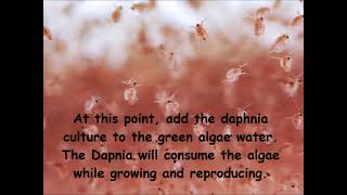 Daphnia  How to grow daphnia in your home [upl. by Butterworth666]