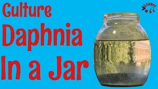 How to Culture Daphnia in a Jar [upl. by Arhas]