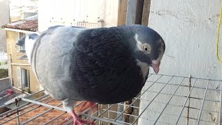 Pigeon singing 2 [upl. by Hut]