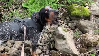 Bluetick Coonhound Baying [upl. by Odie550]