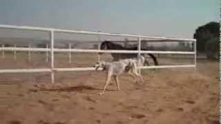 Saluki racing Arab horses [upl. by Taryn]