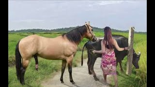 My sister training care her lovely horse in beginner 2021 [upl. by Enrica]