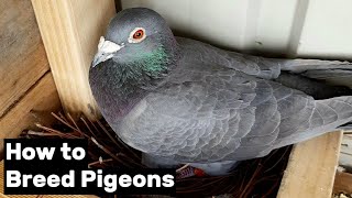 How to Breed Pigeons  Step by Step [upl. by Masson282]