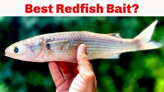 What Is The Best Bait For Redfish [upl. by Ahsiener]