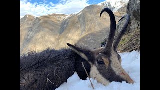 Chamois Hunting in the Alps [upl. by Constantia273]