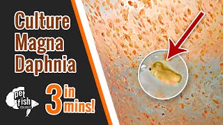 How to culture DAPHNIA MAGNA  The easy way [upl. by Remot361]